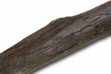 Fossil Raptor (Anzu wyliei) Tibia from Right Leg - Montana #379505-7